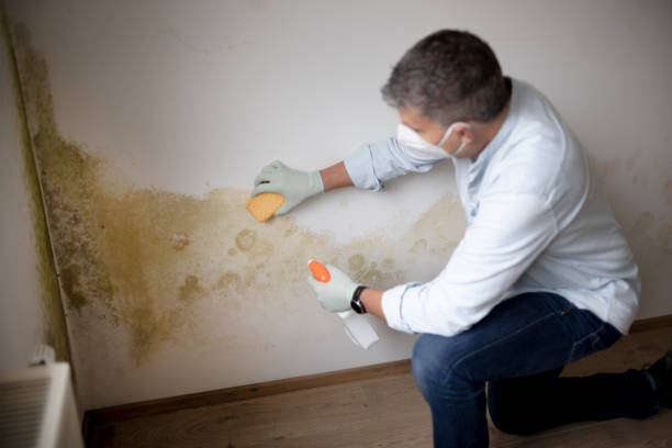 Best Indoor Air Quality Assessment  in Chenoa, IL